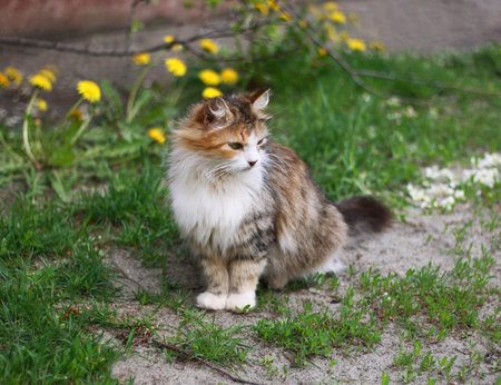 Beautiful fluffy tricolor cat among the dandelions and grassの写真素材
