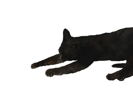 Sleeping black haired cat isolated on white backgroundの写真素材