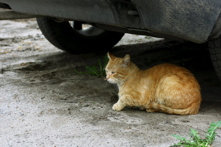 Red cat lying on the ground under the car near the wheelsの写真素材