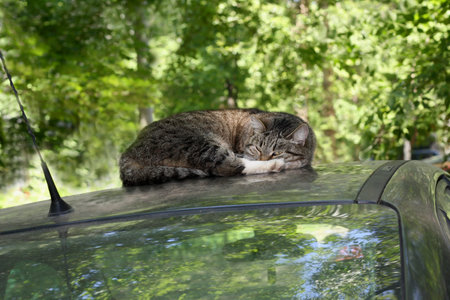 Gray tabby adult cat lying on the roof of the carの写真素材