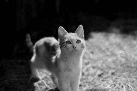 Portrait of a fluffy cat in black and whiteの写真素材