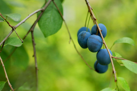 The image plums. several partially defocused fruit ripe plums hanging on a branch with green leaves.の写真素材