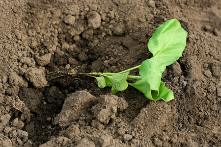 Transplanting in the open ground. a small green sprout cabbage lies near prepared for planting hole.の写真素材