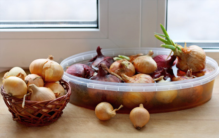 Sprouting onions on the windowsill at home. In the foreground is a wicker basket with an old bow. In the background the onion in a container with water. Onion, young green arrow.の写真素材