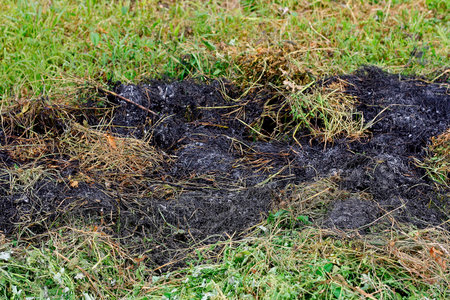 Burned dry grass closeup. A charred piece of grass on a background of fresh green shoots.の写真素材
