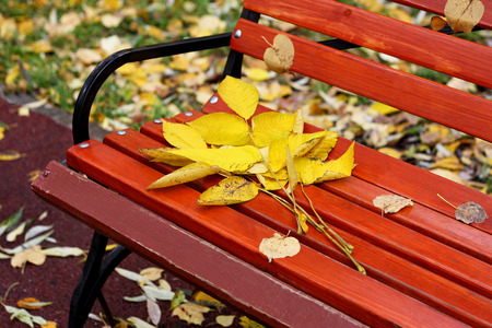 Part of the wooden benches in the Park, on which lay a small bouquet of autumn yellowed leaves.の写真素材