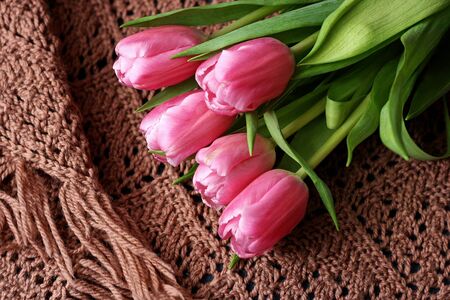 A bouquet of tulips, which lies on a brown knitted ladies shawls.の写真素材