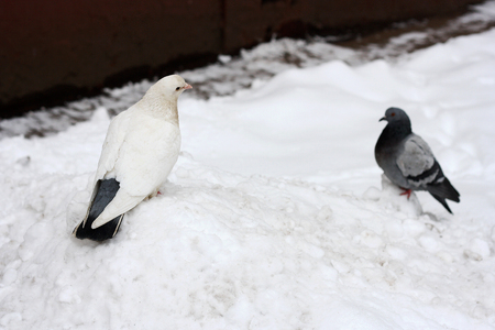 Pigeons sit in the winter in the snow. In the foreground a white dove. In the background is defocused dove.の写真素材