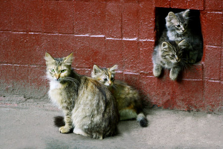 Homeless cats. A cat with little kittens sitting near the wall of the old house.Two kittens peeking out of the hole leading to the basement.の写真素材