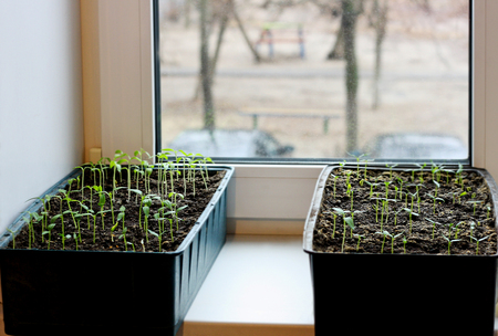 The view from the window. Spring. Seedlings grown on the windowsill in the house. Two boxes with small sprouts.の写真素材