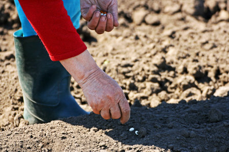 Woman planting plant seeds.  Close-up of the hands and feet of the man who planted the seeds in the...