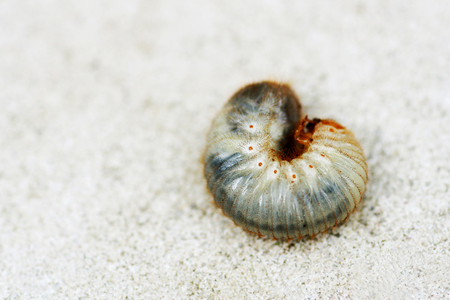 Larva may beetle close-up.の写真素材