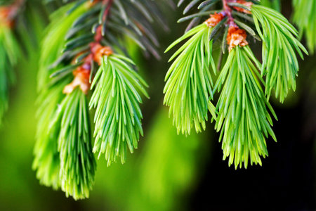 Branch ate close-up. Young needles grow on branches.