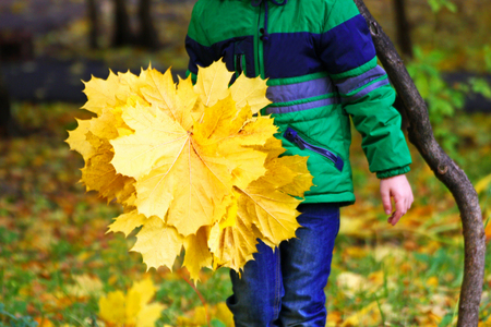 Child with a bouquet of leaves. A child walks in the autumn. In the hands of the child a bouquet of yellow maple leaves.の写真素材