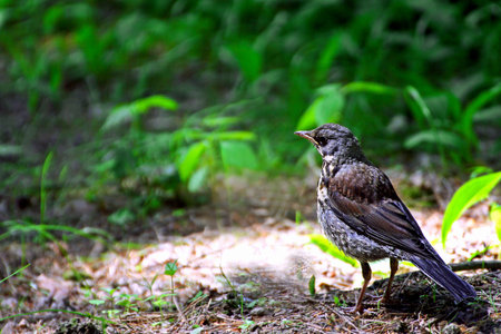 Blackbird-mountain ash. A small Blackbird-mountain ash walks among the thick green grass in the...