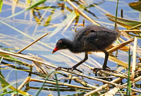 Swamp chicken. Flat. Moorhen. Chick Moorhens looking for food among the water and grass.の写真素材