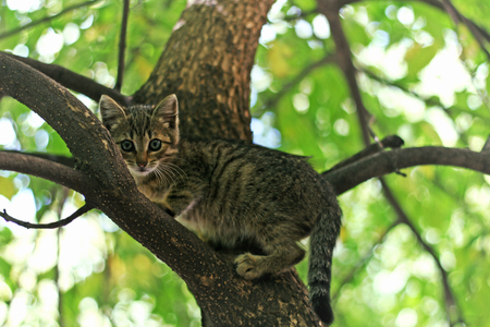 Little kitten. Kitten climbed a tree and can not get out of there.の写真素材