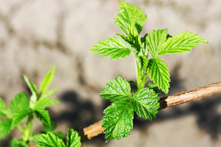 Branch of black currant closeup. Green leaf, bloomed in the spring on a branch of a currant Bush.