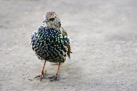 Starling. A large motley Starling stands on the asphalt road.