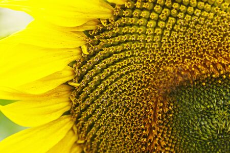 Sunflower. Big bright sunflower close-up.の写真素材