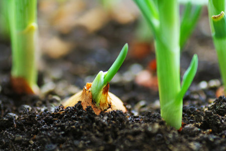 Young green onions closeup. The bow growing in the ground is unfocused.の写真素材