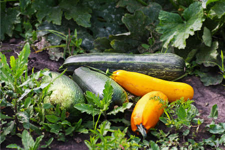 Zucchini and pumpkins. Ripe harvest of pumpkins and zucchini of different varieties.の写真素材