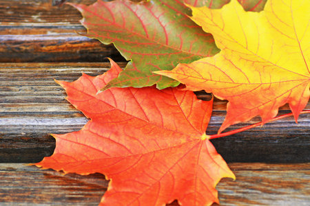 Autumn background The leaf fall. Background made of fallen bright colored maple leaves.