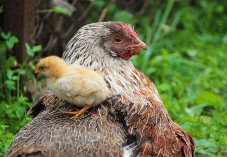 Chicken and chicken. A chicken sits on the back of a mother hen.の写真素材