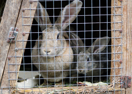 Gray rabbits. Purebred rabbits raised on a home farm. In the cage, an adult rabbit and a small rabbit.の写真素材
