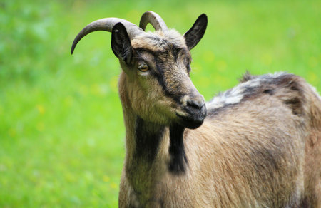 Goat close-up. A goat grazing in a meadow.の写真素材