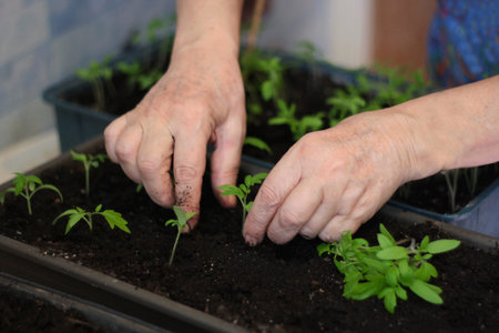 spring planting. Early pepper sprouts grown from seeds in boxes at home on the windowsill.Close-up of the hands of an elderly woman who is planting seedlings.の写真素材