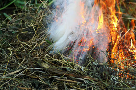 The grass is burning. Dry grass and fire.の写真素材
