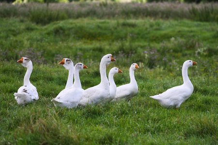 A flock of geese. Geese walk on the green grass.の写真素材