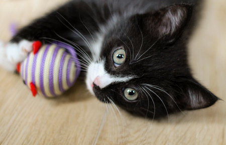 A small black and white kitten lies and holds a toy in its paws.の写真素材