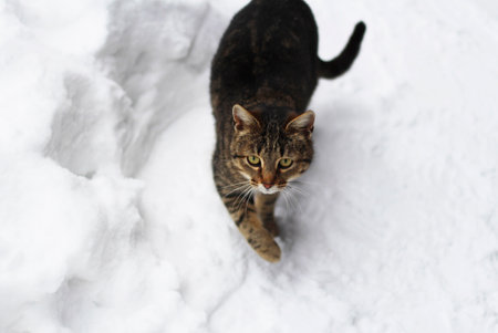A cat in winter. A cat walks through the snow in winter and squeezes its paw from the cold.の写真素材