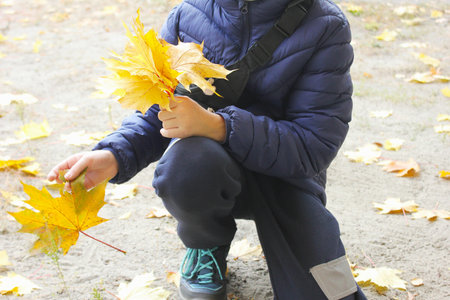 Autumn. autumn walks. The child holds a bouquet of yellow maple leaves.の写真素材