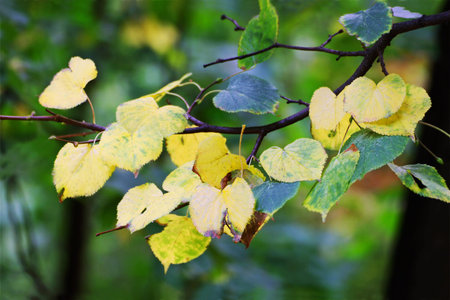 autumn background. A tree branch from beginning to turn yellow leaves.