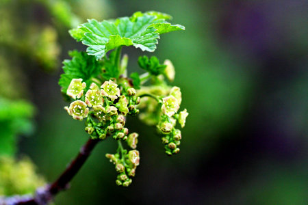 Current branch. Young current flowers bloomed in the spring on the Bush.の写真素材
