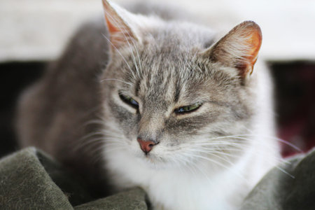 Portrait of a gray cat. A big gray cat is lying and resting.
