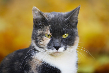 Portrait of a cat in close-up.の写真素材