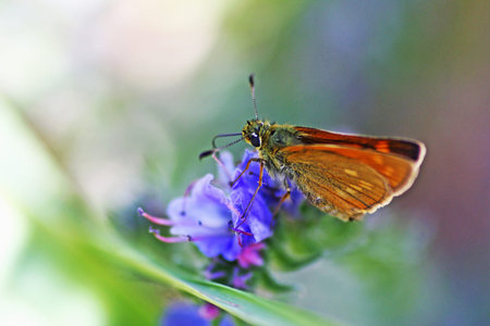 Butterfly on a flower close-up. Bright butterfly sitting on a flower.