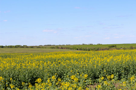 Rural landscape. In the foreground is a field with rapeseed.