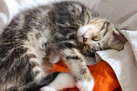 A little sleeping kitten.の写真素材