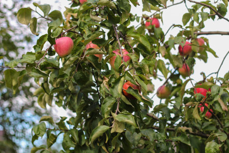 A branch of an apple tree with ripe fruits.