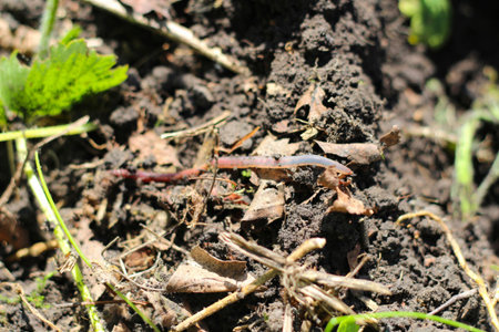 The earthworm.