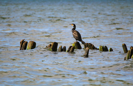 A black cormorant stands on an old breakwater