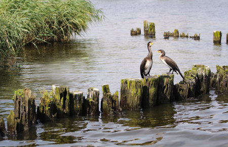 Two large cormorantsの写真素材