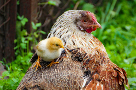 A chicken sits on the back of a mother hen.の写真素材