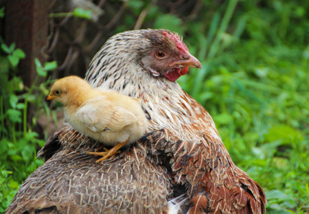 A chicken sits on the back of a mother hen.の写真素材