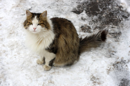 Fluffy cat sitting on the snow.の写真素材